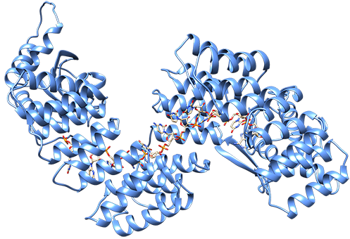 A structural model of a PPR-DYW editor with the PPR tract and DYW colored in blue  associated with an RNA