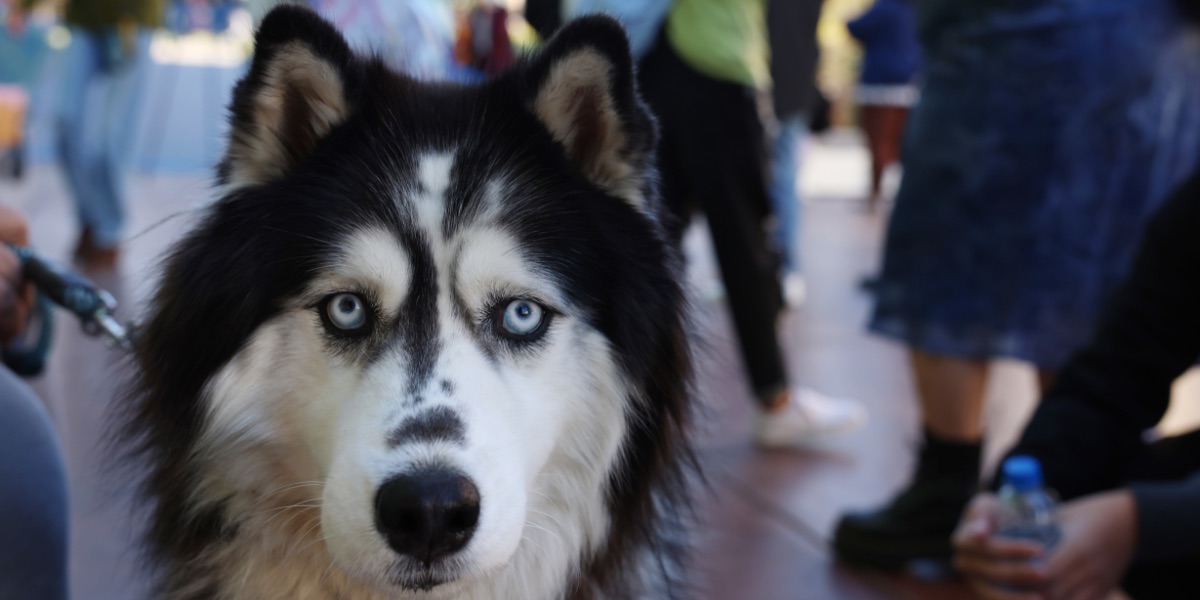 A husky dog with blue eyes