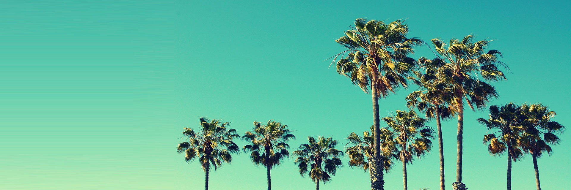 Palm trees on a sunny day.