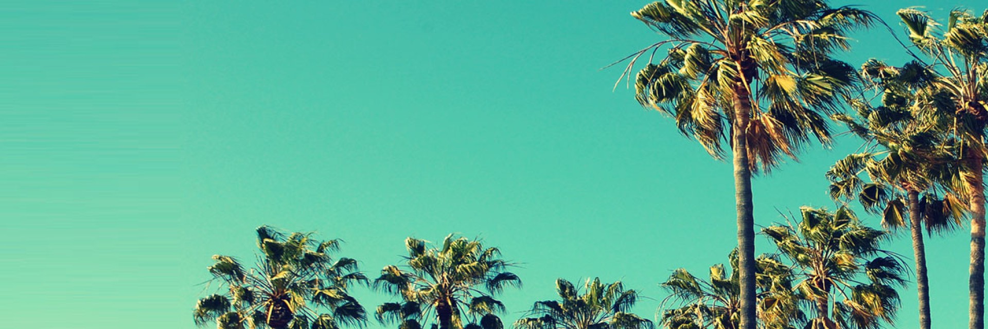 Palm trees on a sunny day.