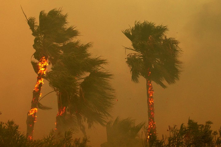palm trees on file blowing in wind surrounded by smoke