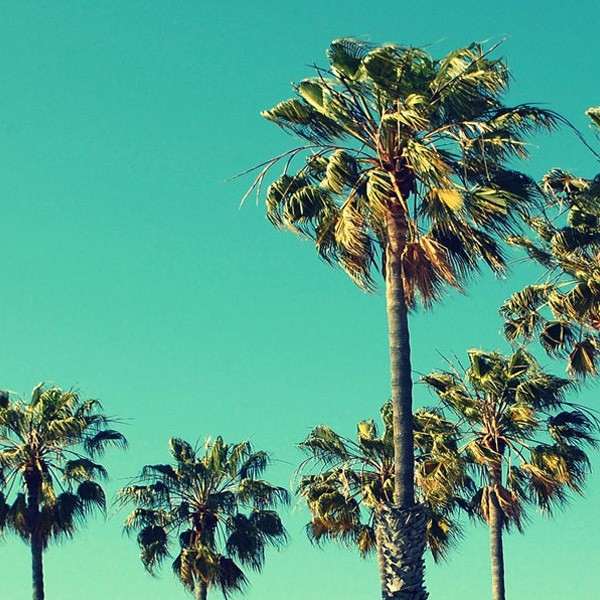 Palm trees on a sunny day.